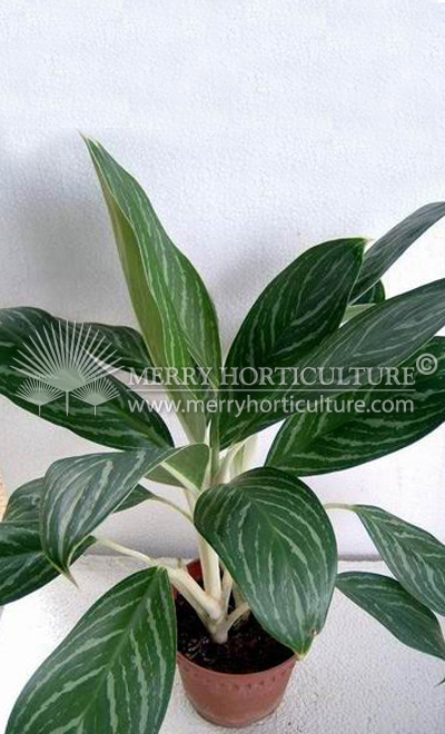 Aglaonema snow white 2